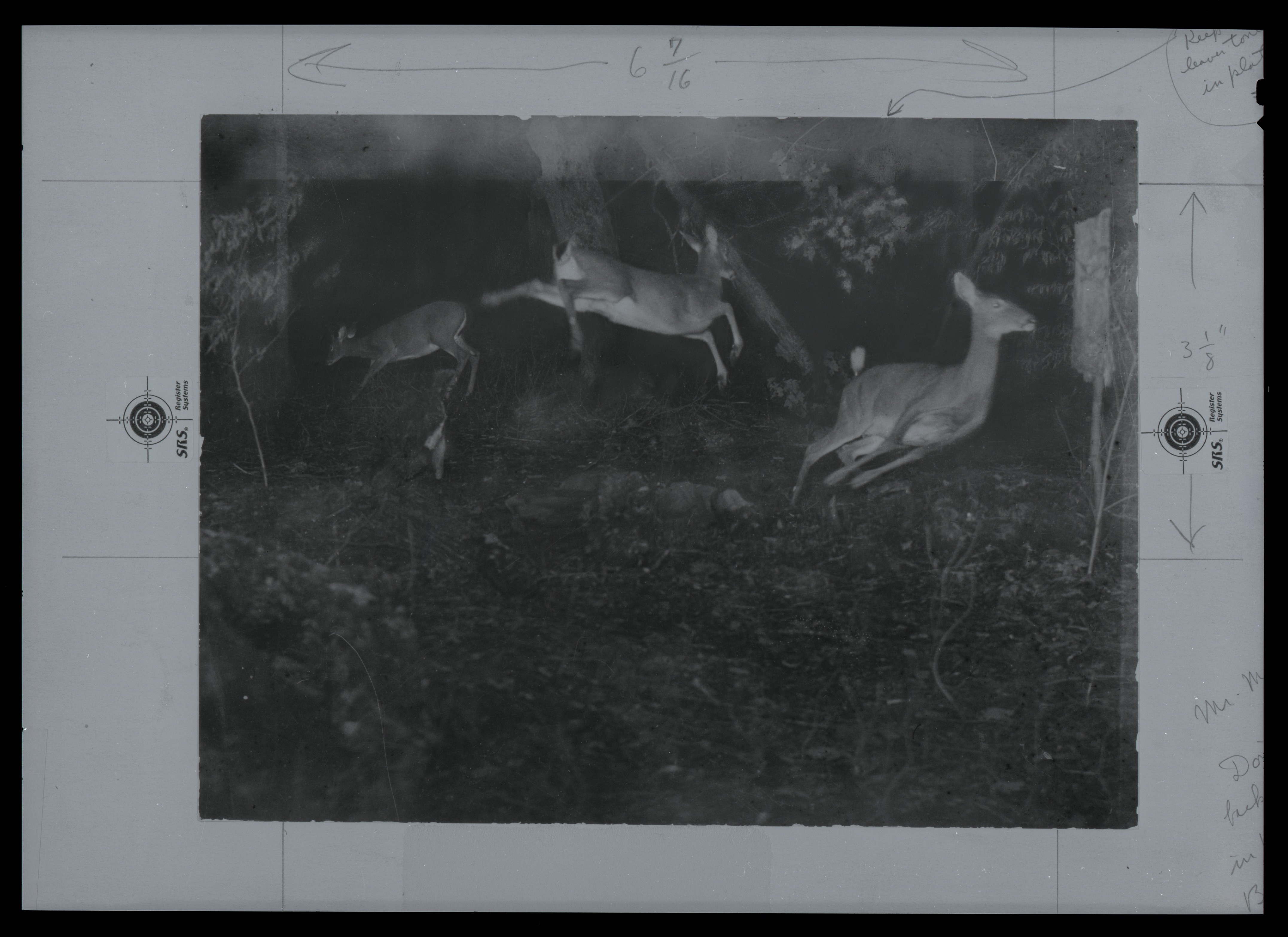 "Camera trap" of three deer by George Shiras III