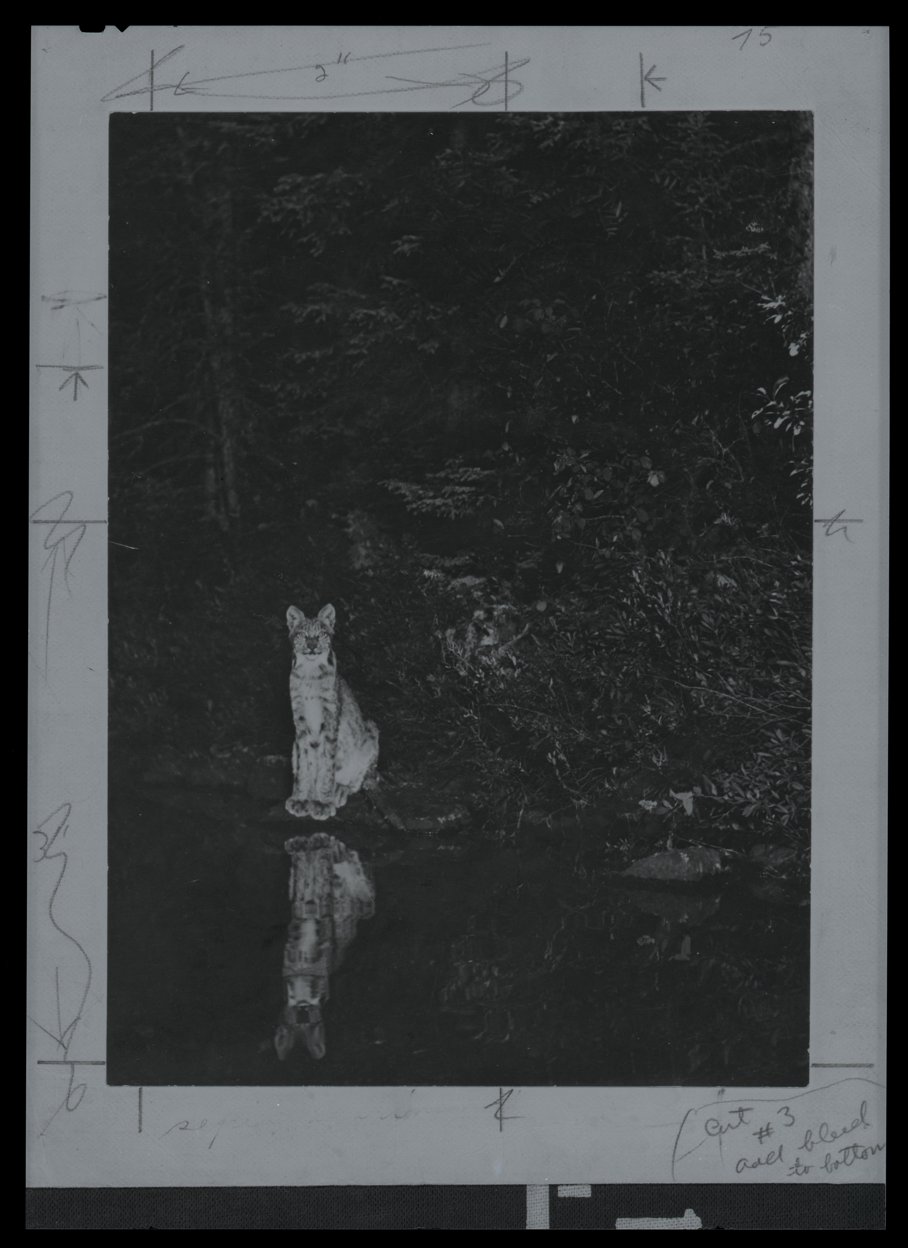 Canada Lynx on the shore of Loon Lake, Ontario