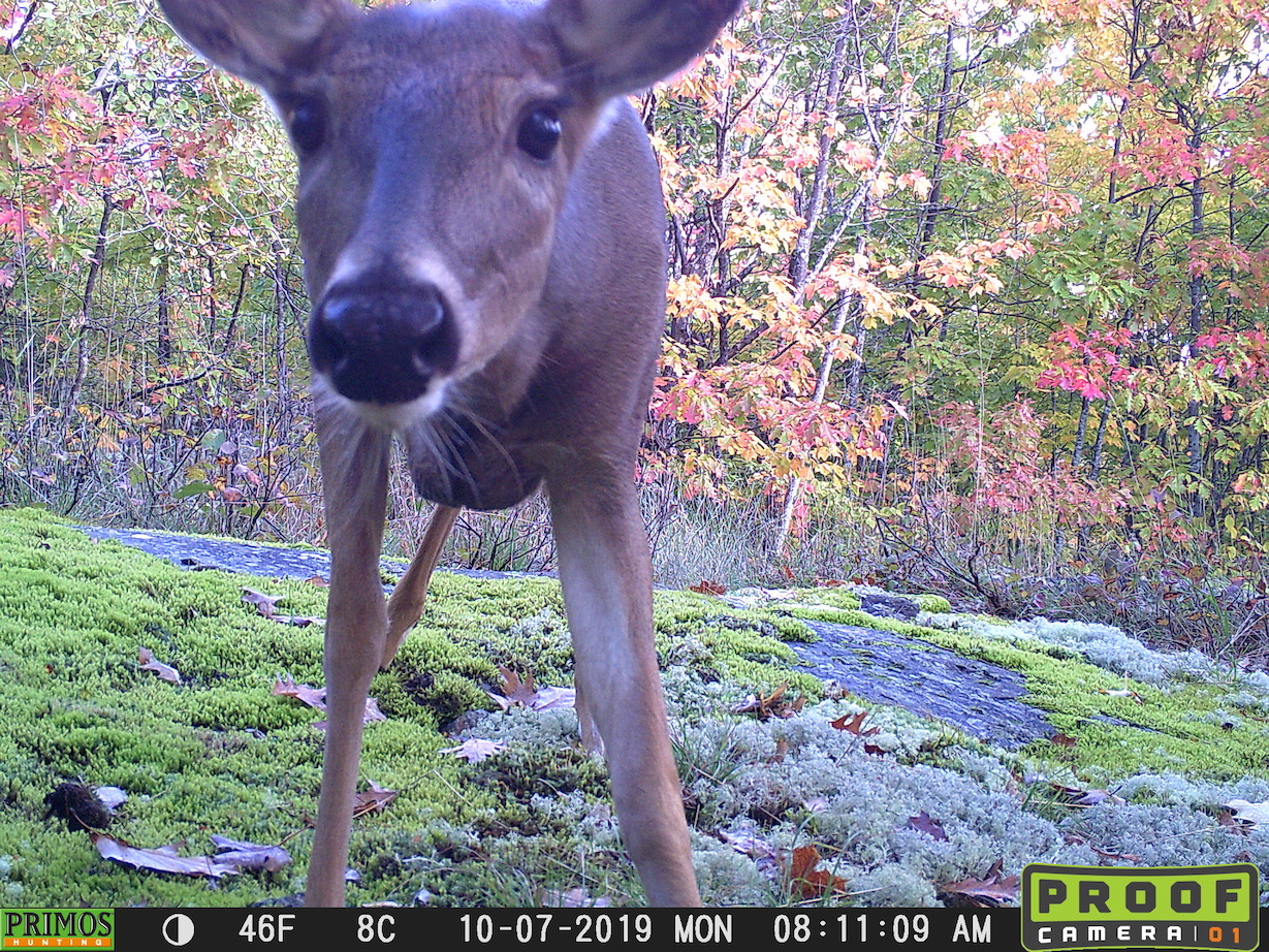 White-tailed deer