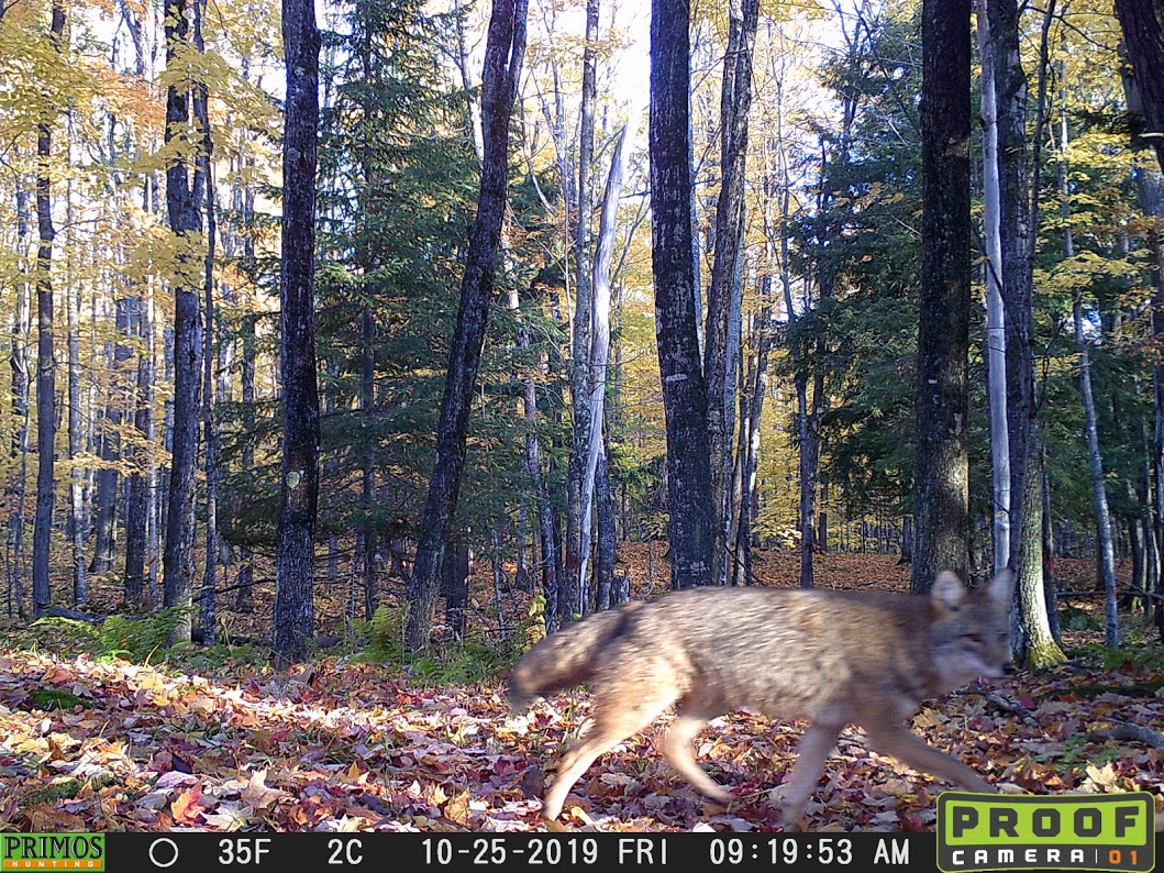 A coyote (October 2019)