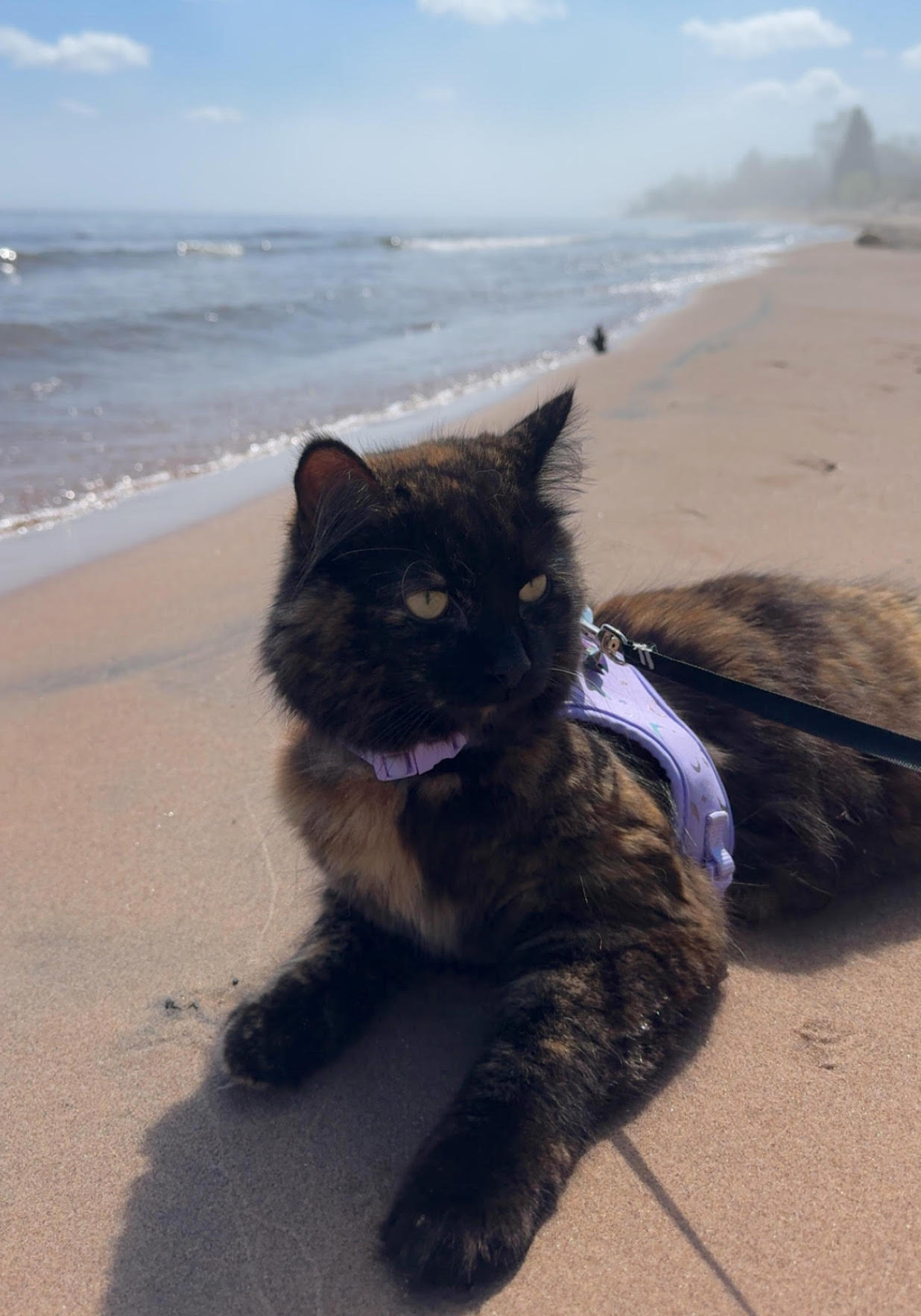 Luna enjoying the beach