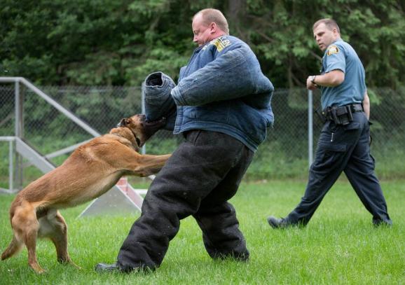 Image of K-9 Training