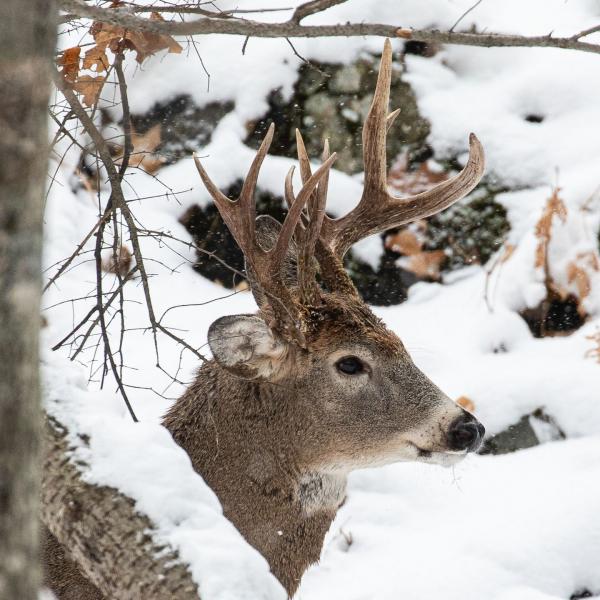 Steve Lindberg photo from article