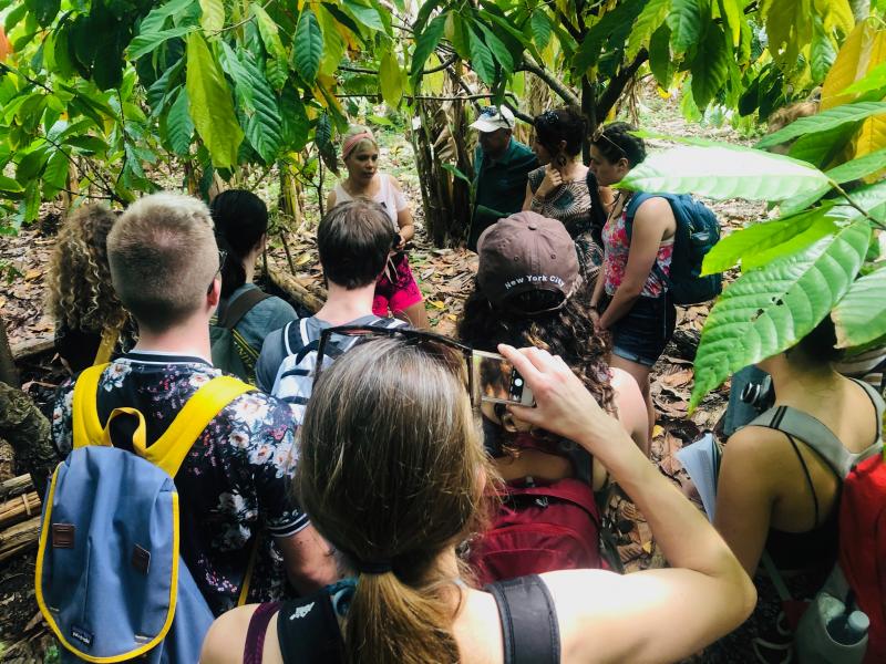 At a cacao farm