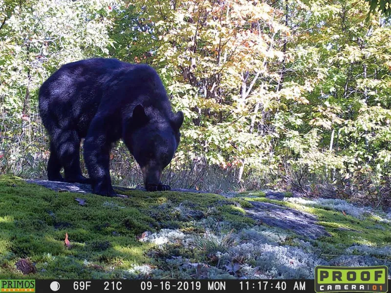 Black bear