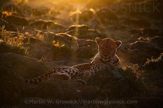 Winning photo of a leopard outlined by a sunrise backdrop