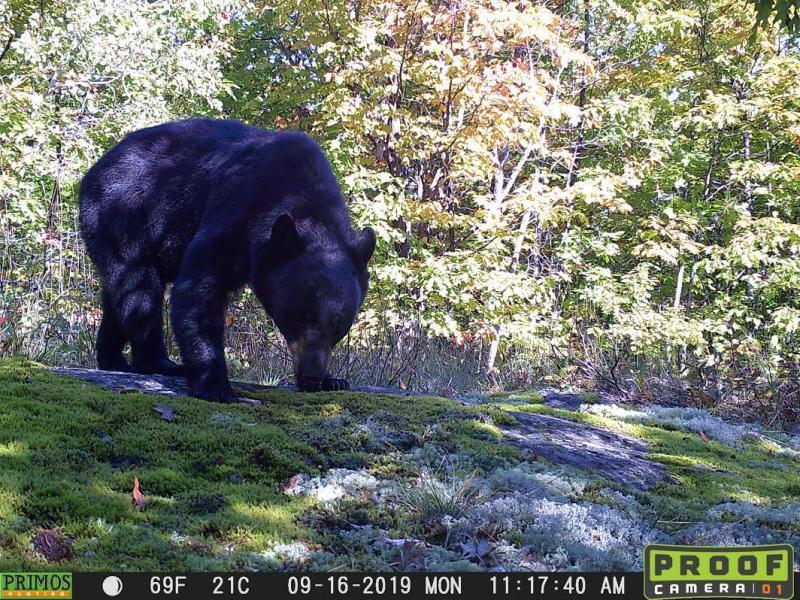 Trail cam capture of a black bear