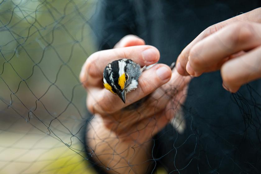 A white-throated sparrow being removed gently from the mist net