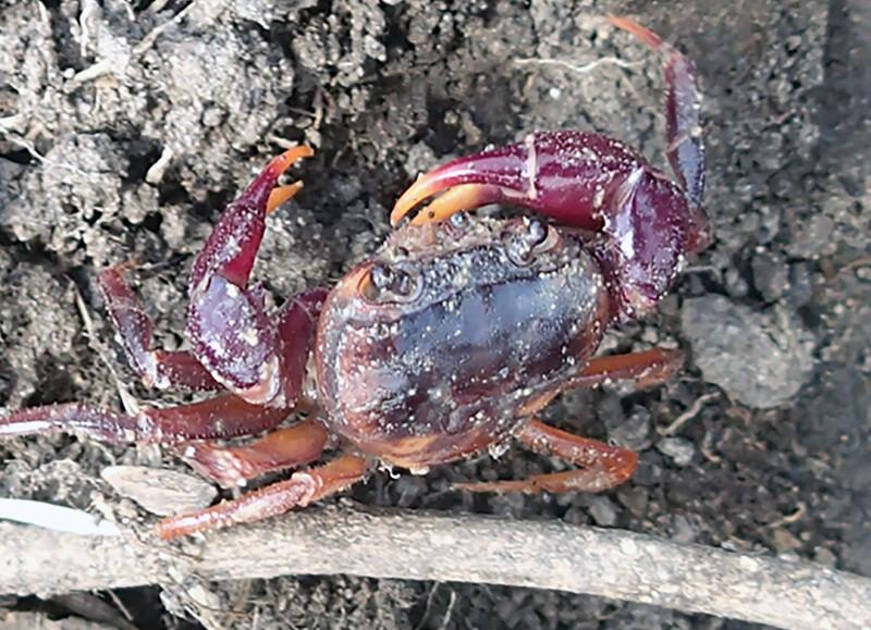 Afzelius’s Crab