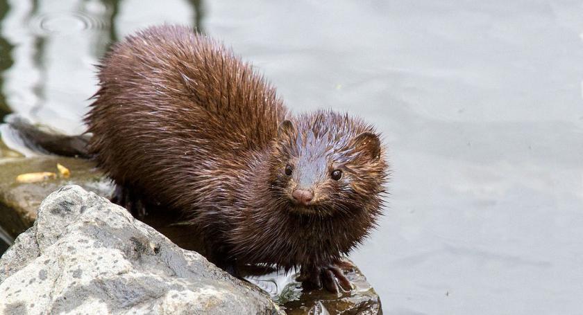 Mink (Photo by Chuck Homler