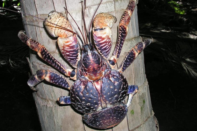 Coconut Crab photo (by Darwin Initiative)