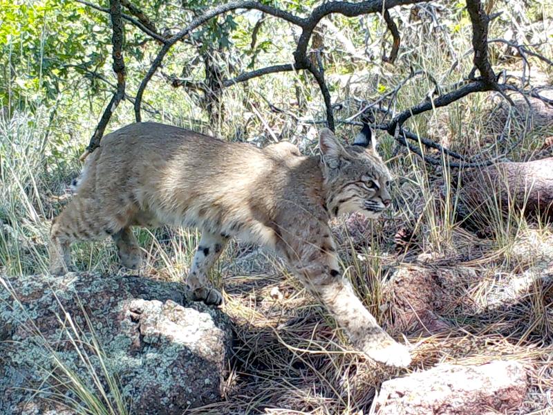 Snapshot USA image of a bobcat