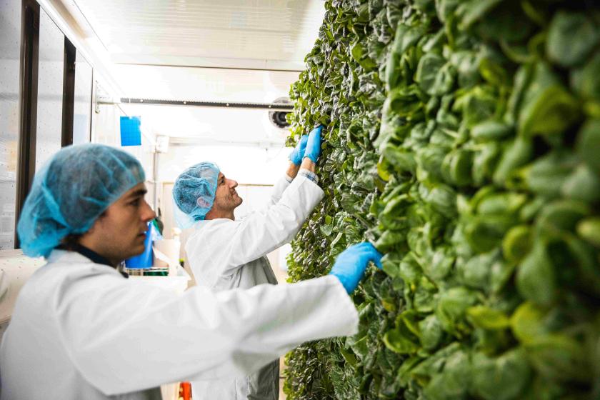 NMU Indoor agriculture stock photo