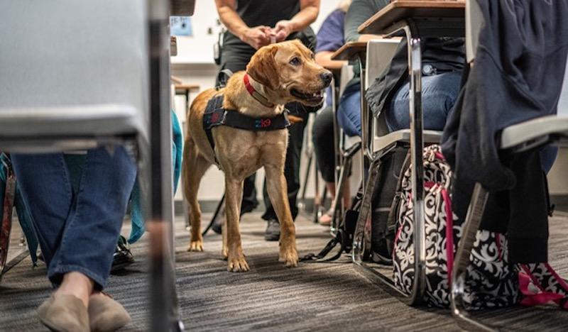 Zebra K9 Lucy in a classroom