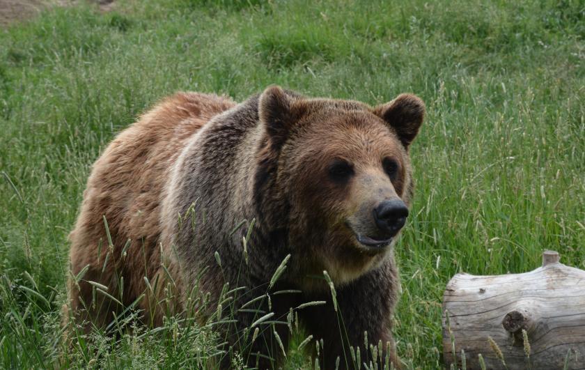 Alaskan brown bear photo by NMU alumna and paper coauthor Sarah Trujillo