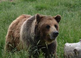 Alaskan brown bear photo by NMU alumna and paper coauthor Sarah Trujillo