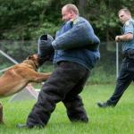 Image of K-9 Training