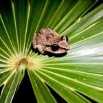 Image of a red-eyed coquí on a leaf