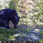 Black bear