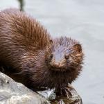 Mink (Photo by Chuck Homler