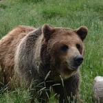 Alaskan brown bear photo by Sarah Trujillo