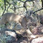 Snapshot USA image of a bobcat