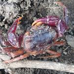 Afzelius’s crab, spotted for the first time since 1796 (Pierre Mvogo Ndongo photo courtesy of Re:wild).