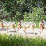 A breeding female wolf traveling on a logging road carrying a deer fawn back to her pups in June 2023. Photo credit: Voyageurs Wolf Project