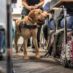 Zebra K9 Lucy in a classroom