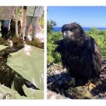 Left: Bill Bowerman prepares an eaglet for processing, while Rebecca Tavernini (to his right) gently holds the bird's legs. Right: The two eaglets back in the nest sporting their new bands.