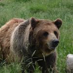 Alaskan brown bear photo by NMU alumna and paper coauthor Sarah Trujillo